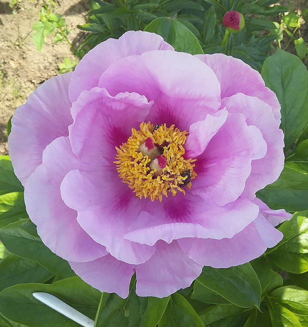 Пион may lilac фото и описание