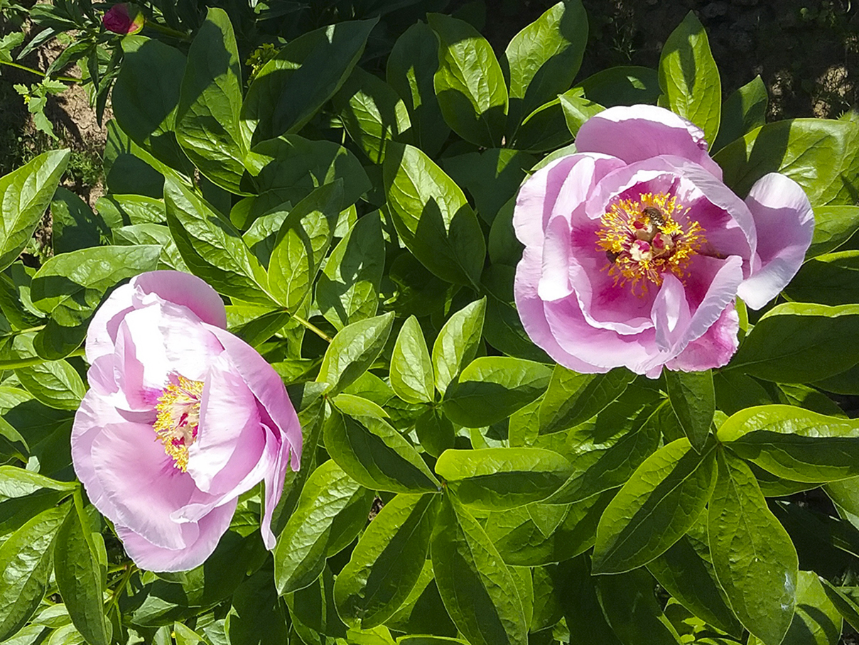 Пион may lilac фото и описание